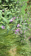 Symphytum officinale