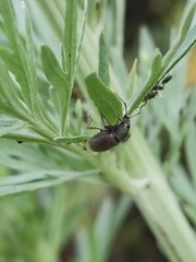 Otiorhynchus velutinus