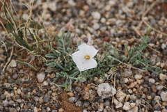 Convolvulus ammannii