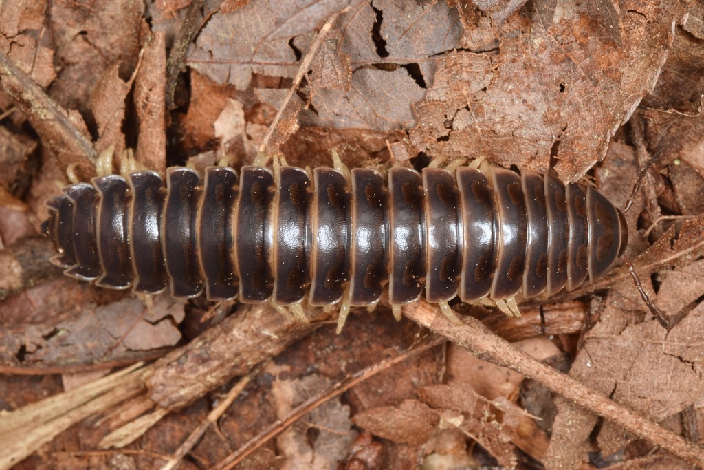 Sigmoria disjuncta