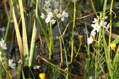 Cardamine dentata