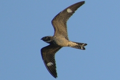 Chordeiles gundlachii