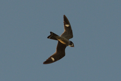 Chordeiles gundlachii