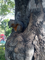 Sciurus aureogaster