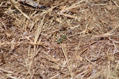 Bembix americana comata