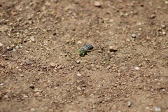 Bembix americana comata