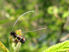 Adela septentrionella