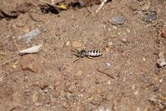 Bembix americana comata