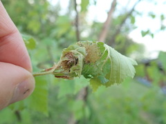 Acrobasis betulella