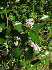Ceanothus oliganthus