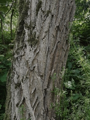 Robinia pseudoacacia