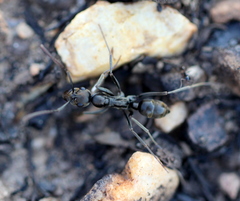 Ophthalmopone hottentota