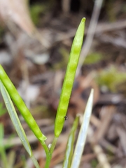 Cardamine oligosperma