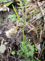 Cardamine oligosperma