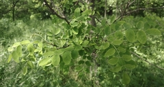 Robinia pseudoacacia