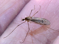 Limoniinae