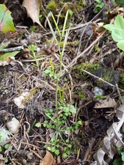 Cardamine oligosperma
