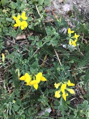 Lotus corniculatus