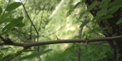 Robinia pseudoacacia