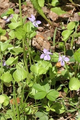 Viola labradorica