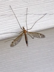 Insecta