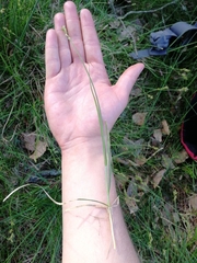Carex canescens