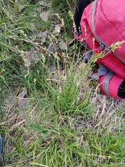 Carex canescens