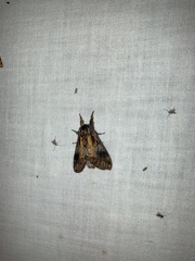 Notodonta scitipennis