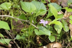 Viola labradorica