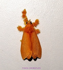 Dalceridae
