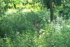 Odocoileus virginianus