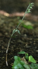 Epipactis microphylla