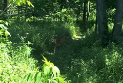 Odocoileus virginianus