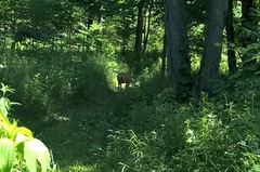 Odocoileus virginianus