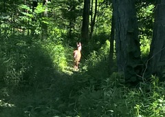Odocoileus virginianus