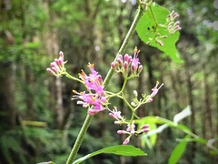Callicarpa randaiensis