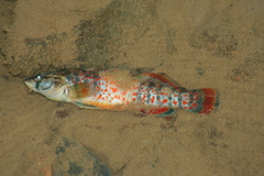 Etheostoma whipplei