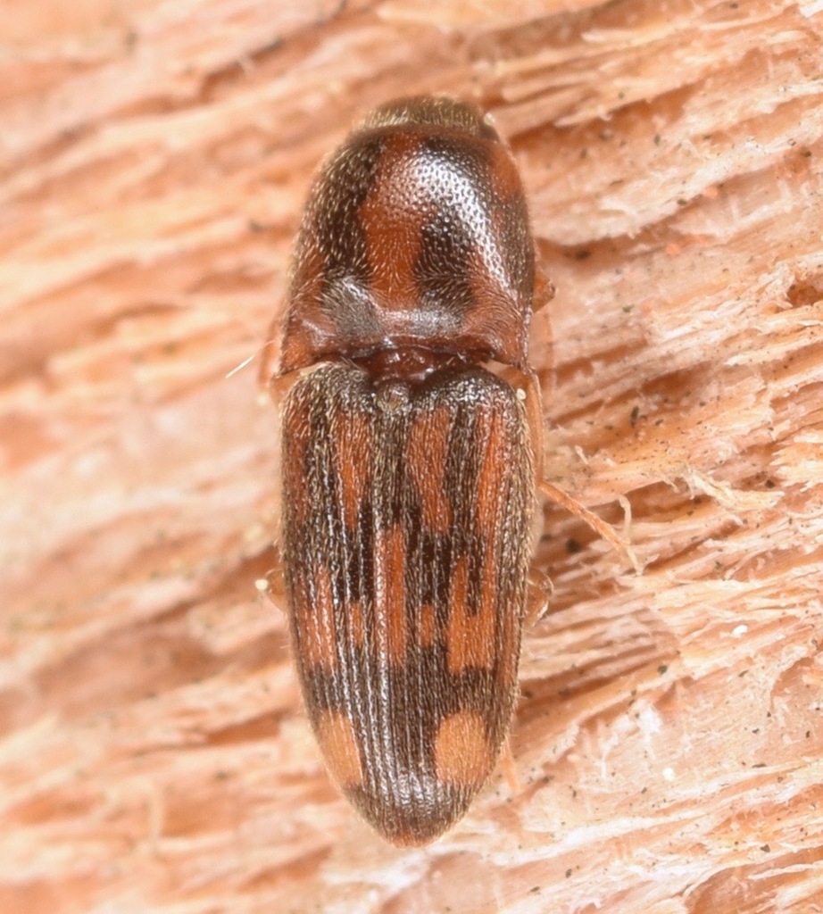 Conoderus bellus (Click Beetles [Elateridae] of Georgia) · iNaturalist