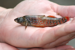 Etheostoma whipplei