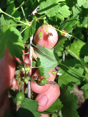 Ribes divaricatum pubiflorum