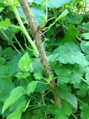 Ribes divaricatum pubiflorum