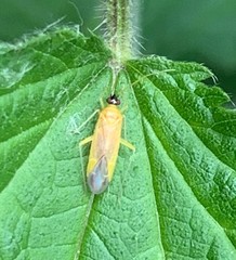 Phylus melanocephalus