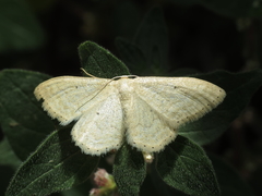 Idaea litigiosaria