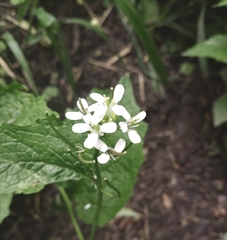 Alliaria petiolata