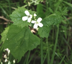 Alliaria petiolata