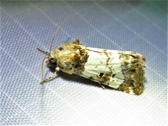 Pseudacontia crustaria