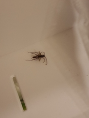 Formicidae