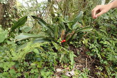 Rohdea fargesii