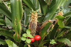 Rohdea fargesii