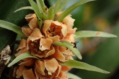 Rohdea fargesii